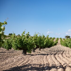 Italian Vignerons conquering Spain: Fantini Wines takes over the former Venta la Vega winery