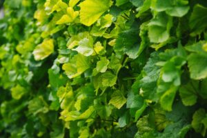 Il boom dei vigneti abbandonati favorisce la flavescenza dorata: la Francia inasprisce le multe Il boom dei vigneti abbandonati favorisce la flavescenza dorata: la Francia inasprisce le multe