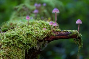 Biodiversità sotto pressione: l’Italia ancora lontana dagli obiettivi internazionali Biodiversità sotto pressione: l’Italia ancora lontana dagli obiettivi internazionali