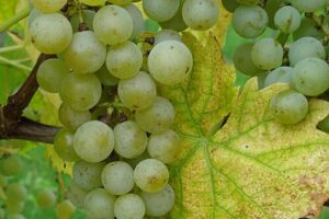 Il Consorzio Asti Docg apre alla prima sperimentazione dei vitigni aromatici Piwi in Piemonte Il Consorzio Asti Docg apre alla prima sperimentazione dei vitigni aromatici Piwi in Piemonte