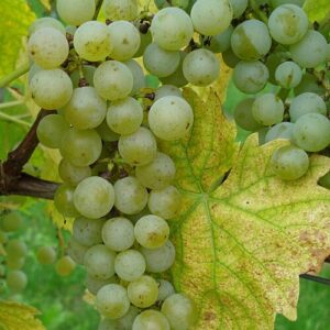 Il Consorzio Asti Docg apre alla prima sperimentazione dei vitigni aromatici Piwi in Piemonte