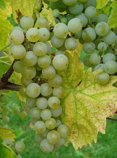 Il Muscaris (ph: Wikidata)