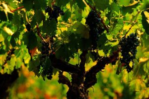 Salvaguardare l’identità guardando all’innovazione: il Nero d’Avola si apre al futuro Salvaguardare l’identità guardando all’innovazione: il Nero d’Avola si apre al futuro