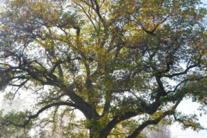 Dal Noce del Caucaso a Campiglione Fenile all’abete di Paularo: crescono gli “Alberi Monumentali” Dal Noce del Caucaso a Campiglione Fenile all’abete di Paularo: crescono gli “Alberi Monumentali”