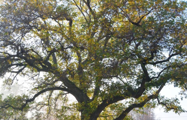 ALBERI MONUMENTALI, ELENCO DEGLI ALBERI MONUMENTALI, MINISTERO DELL'AGRICOLTURA, PATRIARCHI, Non Solo Vino