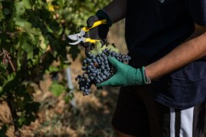 Losito e Guarini e Torrevilla fanno squadra per la vendemmia 2025 che diventa “solidale”