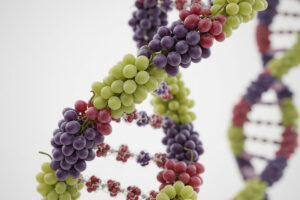 Vite, Tea e genetica: lo stato dell’arte sulle tecnologie da cui passa il futuro del vino Vite, Tea e genetica: lo stato dell’arte sulle tecnologie da cui passa il futuro del vino