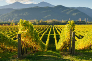 Wine: a good harvest in the southern hemisphere. Uncertainty comes from the market (also for Italy) Wine: a good harvest in the southern hemisphere. Uncertainty comes from the market (also for Italy)