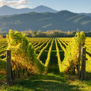 Vino, buona vendemmia nell’emisfero Sud. Ma le incognite arrivano dal mercato (anche per l’Italia)
