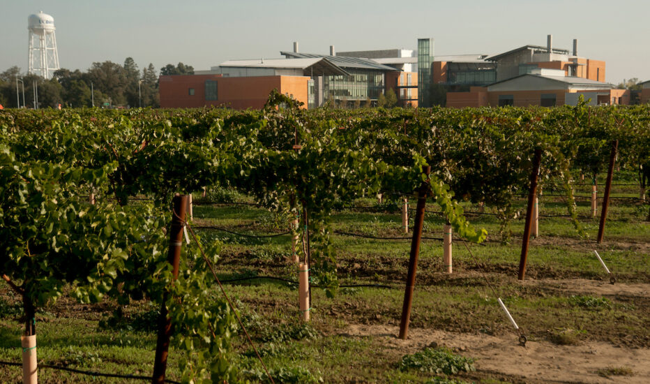 Early morning light hits the vineyard next to the Mondavi Center for Wine and Food Science on Friday October 21, 2011 at UC Davis.