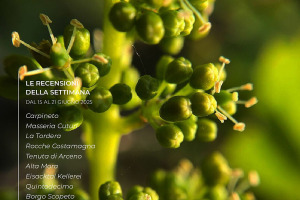 I Vini di WineNews - N. 367