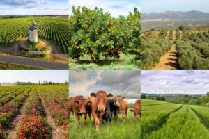 L’agricoltura frenerà la propria crescita nel 2025 e nel 2026: lo dice la Commissione Europea L’agricoltura frenerà la propria crescita nel 2025 e nel 2026: lo dice la Commissione Europea