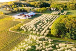 Michigan, sentenza record: 50 milioni di dollari alle aziende vinicole della Old Mission Peninsula