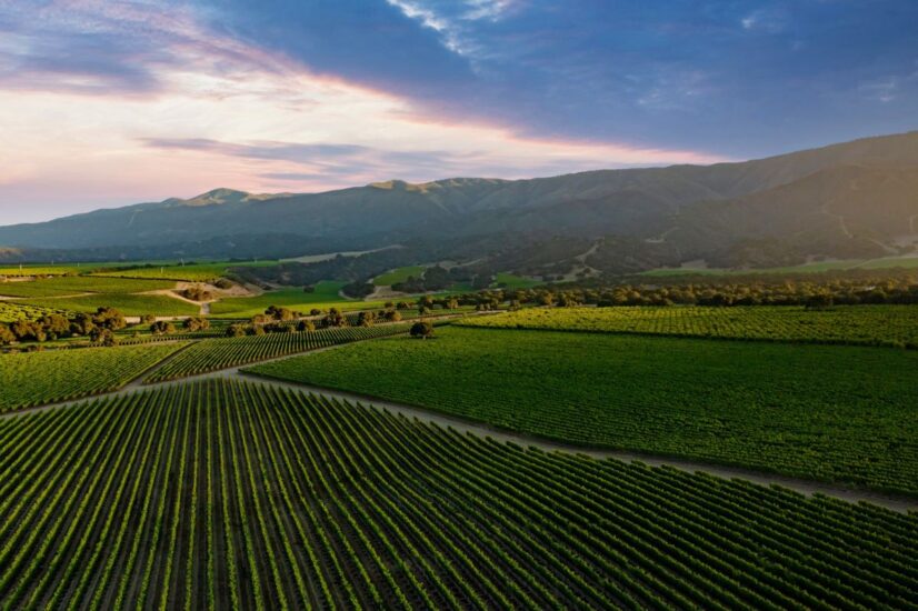 I vigneti della California, lo Stato Usa più famoso per i suoi vini e dove si consuma più vino