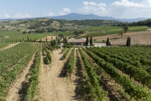 Rafforzare la valorizzazione del Sangiovese nei territori d’elezione: il percorso di Famiglia Cecchi Rafforzare la valorizzazione del Sangiovese nei territori d’elezione: il percorso di Famiglia Cecchi