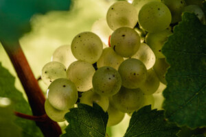 Vendemmia 2025 con ancora meno bollicine per lo Champagne: la resa scende a 9.000 kg per ettaro