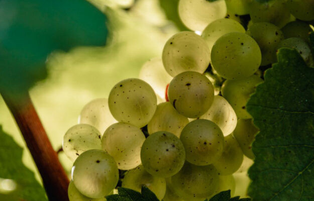 CHAMPAGNE, COMITÉ CHAMPAGNE, RESE, VENDEMMIA 2025, Mondo