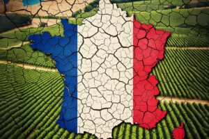 Il vino di Francia e il piano di salvataggio proposto al Governo, tra estirpi e distillazione Il vino di Francia e il piano di salvataggio proposto al Governo, tra estirpi e distillazione