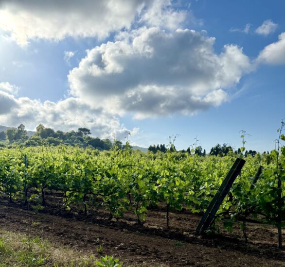 “Eroica”, in territori impervi e costosa, la crescita della produzione di vino all’Isola d’Elba è complessa e affascinante (ph: Acquabona) 