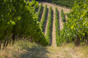 Come il Verdicchio affronta le difficoltà attuali