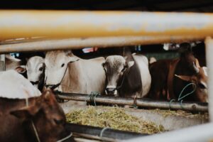 I Paesi a reddito medio trainano consumo e produzione degli alimenti animali (+24% entro il 2034) I Paesi a reddito medio trainano consumo e produzione degli alimenti animali (+24% entro il 2034)