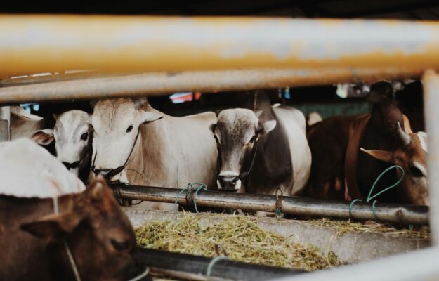 ALIMENTAZIONE, FAO, OCSE, Non Solo Vino