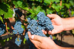 La vendemmia 2025 è alle porte, ma scorte e bassi consumi preoccupano anche l’Italia La vendemmia 2025 è alle porte, ma scorte e bassi consumi preoccupano anche l’Italia