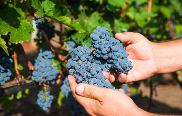 ARGENTINA, AUSTRALIA, CIATTI, CILE, EMISFERO SUD, ITALIA, NUOVA ZELANDA, SUDAFRICA, VENDEMMIA 2025, Mondo