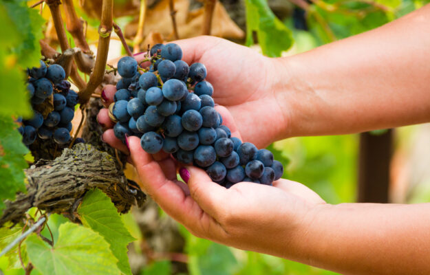 ASSICURAZIONE, CRISI, Fabien Castelbou, OCCITANIA, RESE, VIGNERONS COOPERATEURS D'OCCITANIE, VINO FRANCESE, Mondo