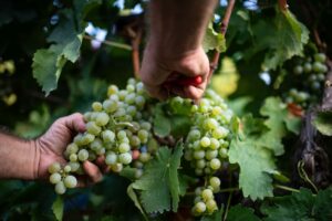 Al via la vendemmia 2025 in Italia: a tagliare il primo grappolo le Cantine Ermes in Sicilia Al via la vendemmia 2025 in Italia: a tagliare il primo grappolo le Cantine Ermes in Sicilia