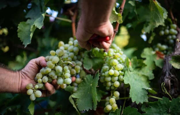 CANTINE ERMES, CHARDONNAY, PINOT GRIGIO, SICILIA, VENDEMMIA 2025, VIOGNIER E BASI SPUMANTE, Italia