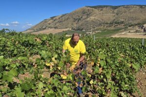 Vendemmia 2025, è già tempo di prime “previsioni”: 45 milioni di ettolitri, per Coldiretti Vendemmia 2025, è già tempo di prime “previsioni”: 45 milioni di ettolitri, per Coldiretti