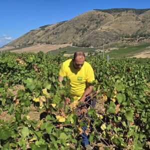 Harvest 2025, early “forecasts” already underway: 45 million hectoliters, according to Coldiretti