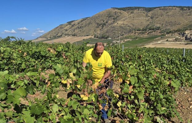2025, Coldiretti, PRODUZIONE, VENDEMMIA, Italia