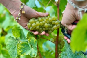 Ai Vignerons Indépendants de Champagne non piace il taglio delle rese stabilito dal Comitè Ai Vignerons Indépendants de Champagne non piace il taglio delle rese stabilito dal Comitè