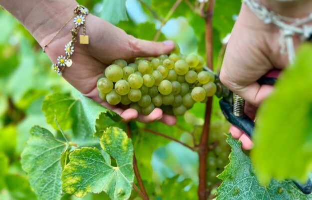 CHAMPAGNE, COMITÉ CHAMPAGNE, vigneron indépendants de Champagne, Mondo