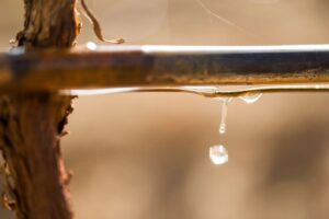Climate change, il 9,5% dei vigneti italiani è irrigato. Il Crea: “futuro del vino passa dall’acqua” Climate change, il 9,5% dei vigneti italiani è irrigato. Il Crea: “futuro del vino passa dall’acqua”