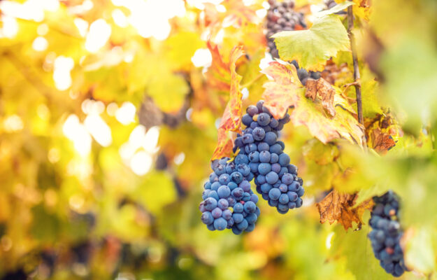 AGENCE BIO, BIOLOGICO, FRANCIA, VIGNETO BIOLOGICO, VINO BIOLOGICO, VINO FRANCESE, Mondo