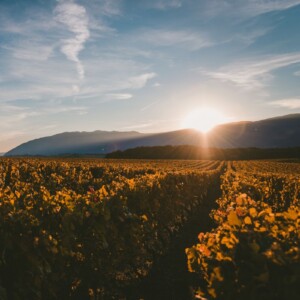 “Pacchetto Vino” Ue, l’appello delle Cooperative : “semplificazione e flessibilità per i fondi”