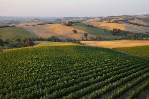 I Quaderni di WineNews - Il Verdicchio delle Marche