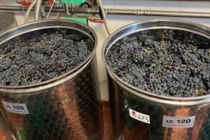 Un “vino novello” migliore e più sicuro con la macerazione sotto azoto Un “vino novello” migliore e più sicuro con la macerazione sotto azoto