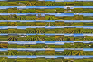 Il vino italiano tra giacenze alte e mercato lento: tanti tagliano le rese per il 2025. E non solo Il vino italiano tra giacenze alte e mercato lento: tanti tagliano le rese per il 2025. E non solo