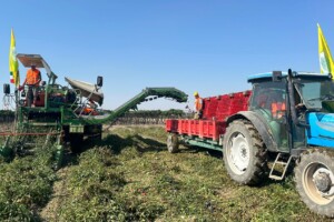 Al via la raccolta del pomodoro italiano: produzione in aumento (+5%), ma c’è l’incognita meteo
