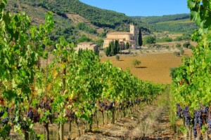 La civiltà contadina è la civiltà dei territori del vino italiano, fondati sul legame città-campagna La civiltà contadina è la civiltà dei territori del vino italiano, fondati sul legame città-campagna