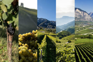 Alta Langa, Asti, Trentodoc, Alto Adige, Doc delle Venezie: il Nord è sempre più in vendemmia Alta Langa, Asti, Trentodoc, Alto Adige, Doc delle Venezie: il Nord è sempre più in vendemmia