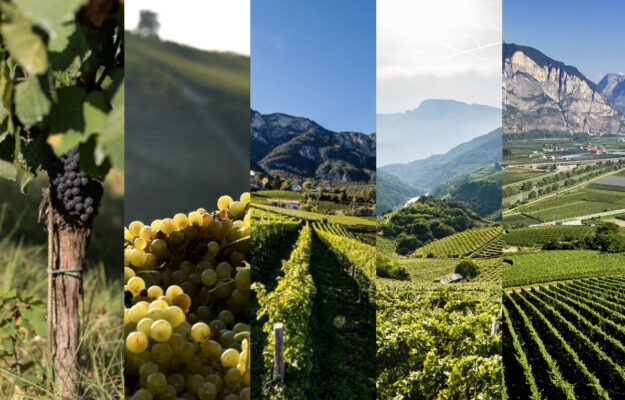 ALTA LANGA, ALTO ADIGE, ASTI, DOC DELLE VENEZIE, TRENTODOC, VENDEMMIA, vino, Italia