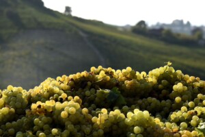 Preservare l’equilibrio e rafforzare i mercati: vendemmia 2025, l’Asti Docg riduce rese e stoccaggio Preservare l’equilibrio e rafforzare i mercati: vendemmia 2025, l’Asti Docg riduce rese e stoccaggio