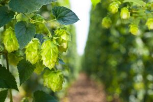 “Luppoletti Aperti”: degustazioni, picnic e concerti per conoscere la birra artigianale italiana