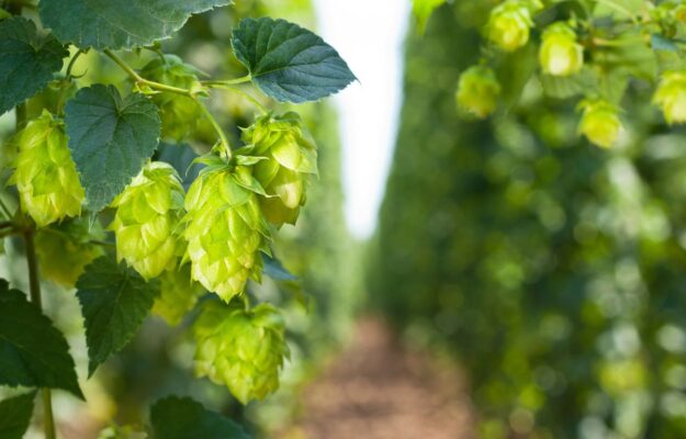 BIRRA ARTIGIANALE, BIRRIFICI, Coldiretti, CONSORZIO BIRRA ITALIANA, LUPPOLETI, Non Solo Vino