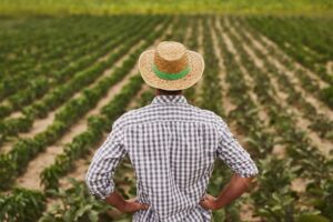Ad agosto 335.000 assunzioni in Italia, ma l’agricoltura fatica ancora a trovare personale Ad agosto 335.000 assunzioni in Italia, ma l’agricoltura fatica ancora a trovare personale